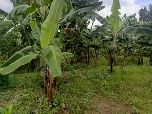 50decimals of Land for Sale in Matugga