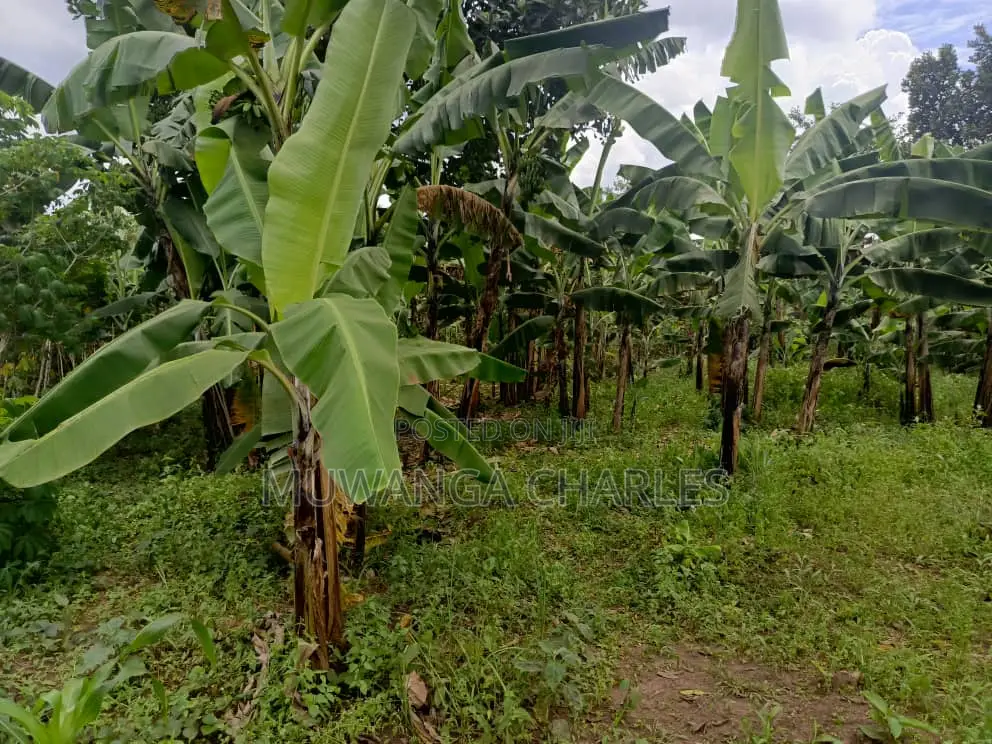 50decimals of Land for Sale in Matugga