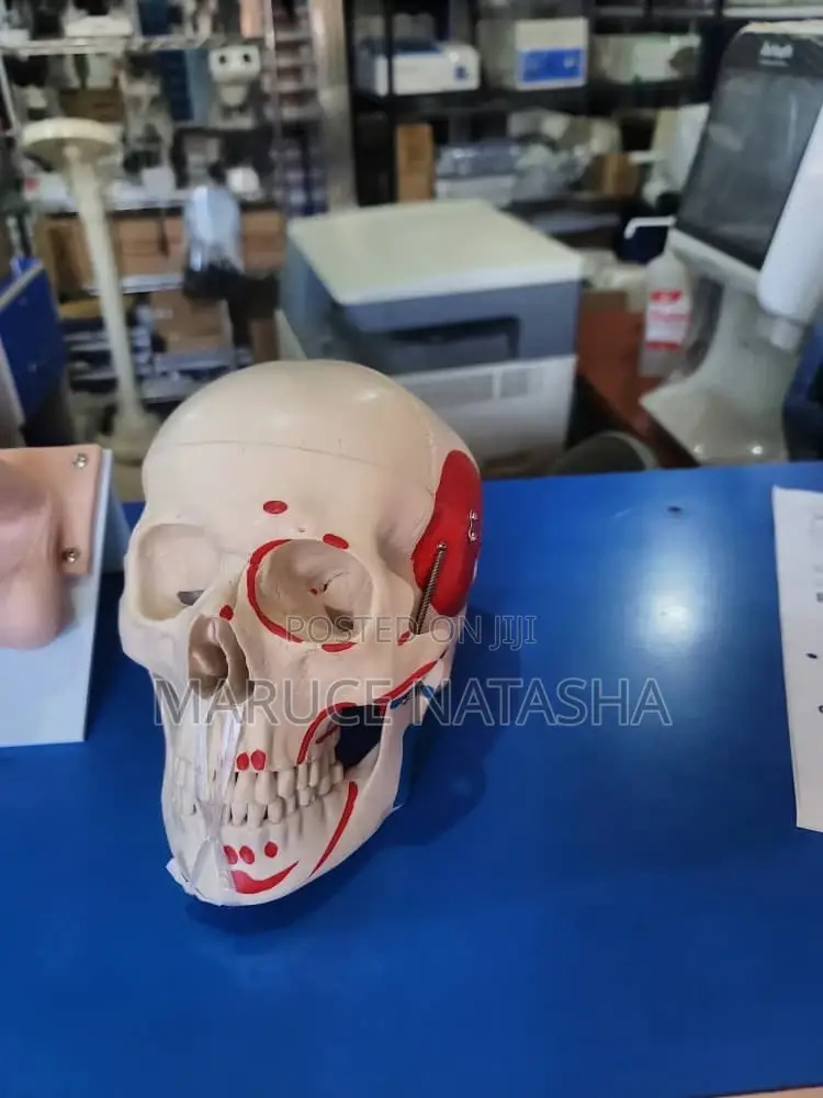 Skull Model