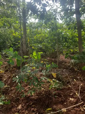 25decimals of Land for Sale in Kiwenda