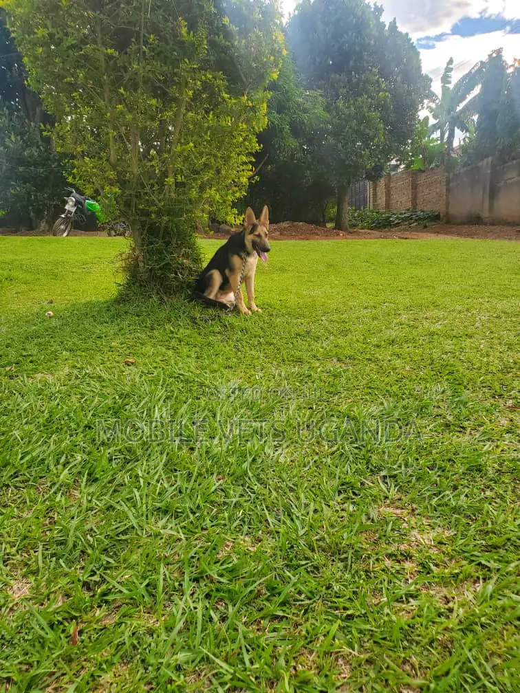 6-12 months Female Purebred German Shepherd