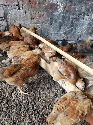 Free Range Different Breeds of Chickens 12.