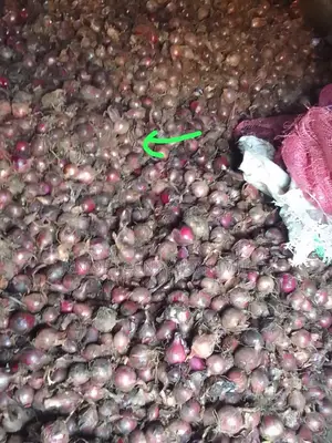 Onions On Sale
