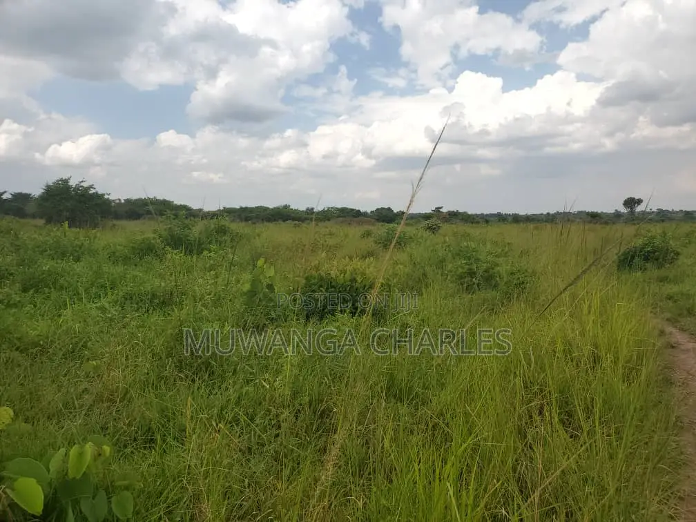 50acres of Land for Sale in Kabunyata