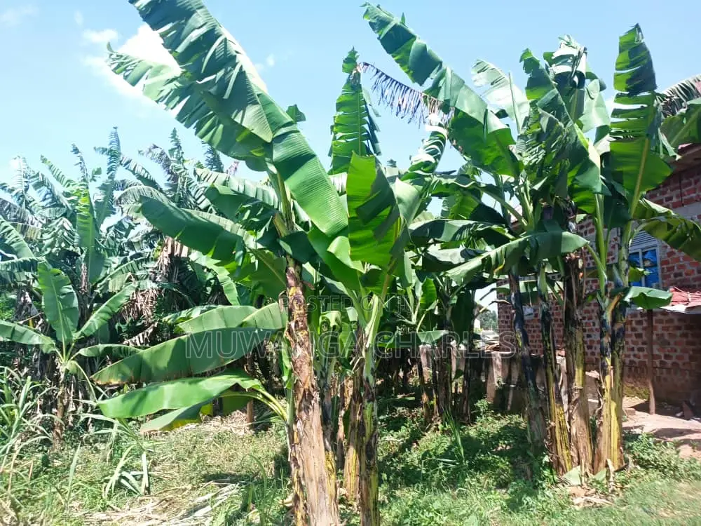 Plot for Sale in Busika