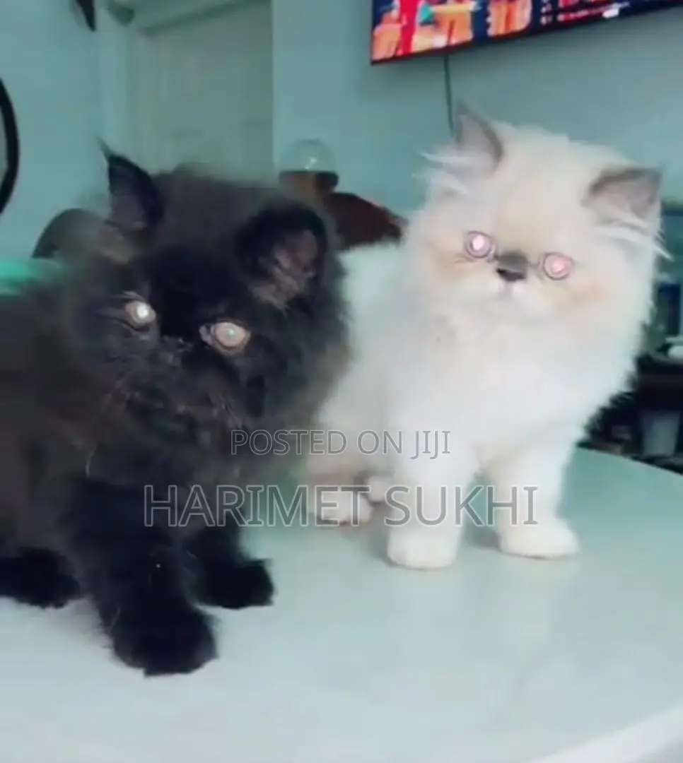 1-3 months Male Purebred Persian