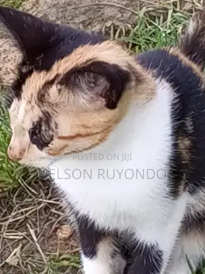 1-3 months Male Mixed Breed Egyptian Mau