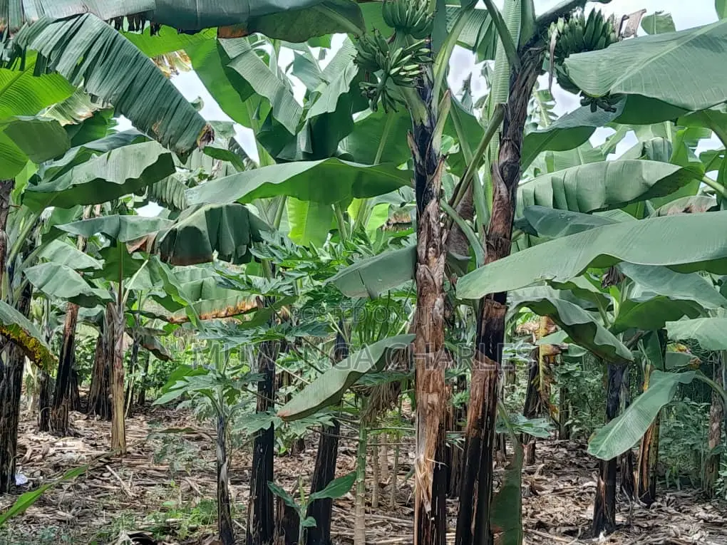 10acres of Land for Sale in Kalule