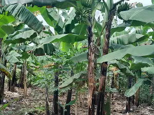 10acres of Land for Sale in Kalule