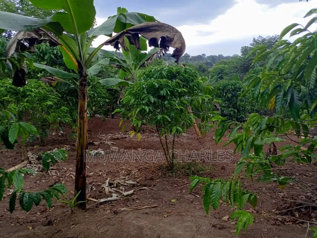 10acres of Land for Sale in Kalule