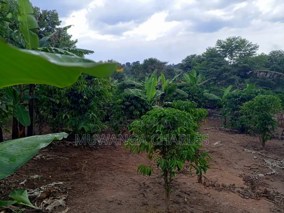 10acres of Land for Sale in Kalule
