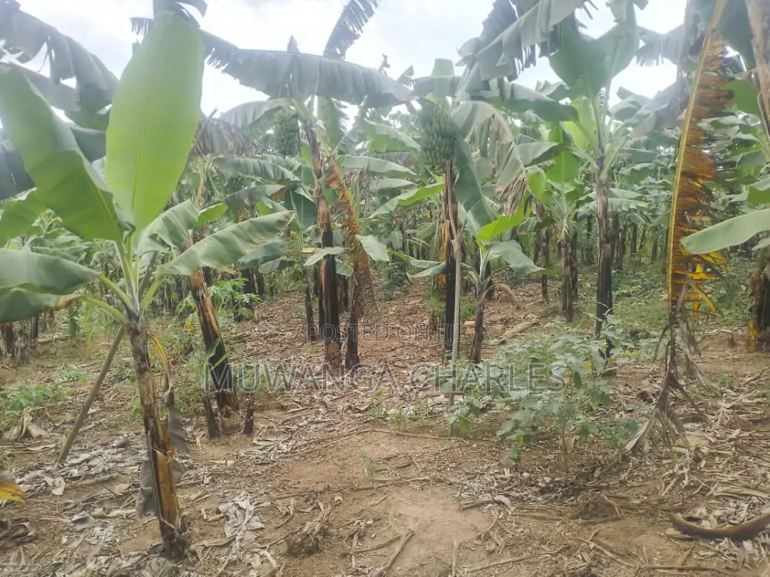 12decimals of Plot for Sale in Kira
