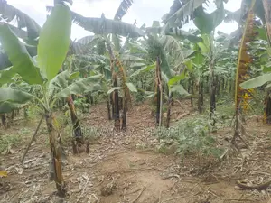 12decimals of Plot for Sale in Kira