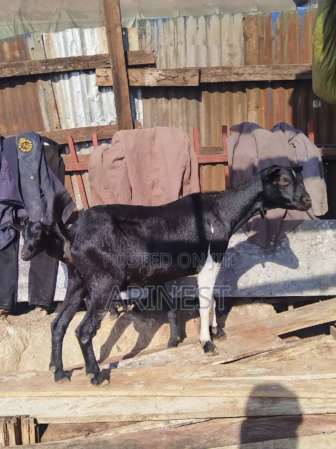 Goats for Eid