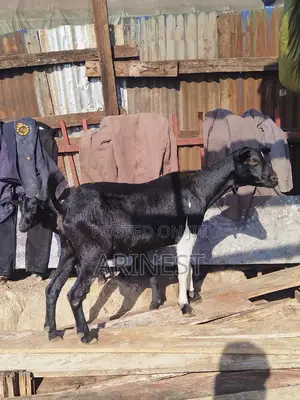 Goats for Eid