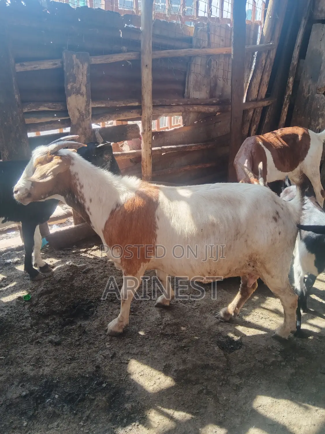 Goats for Eid