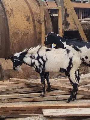 Goats for Eid