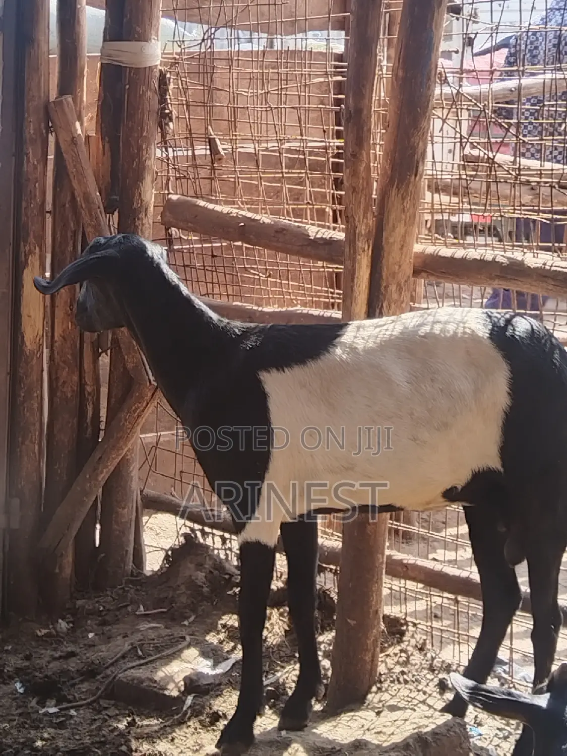 Goats for Eid