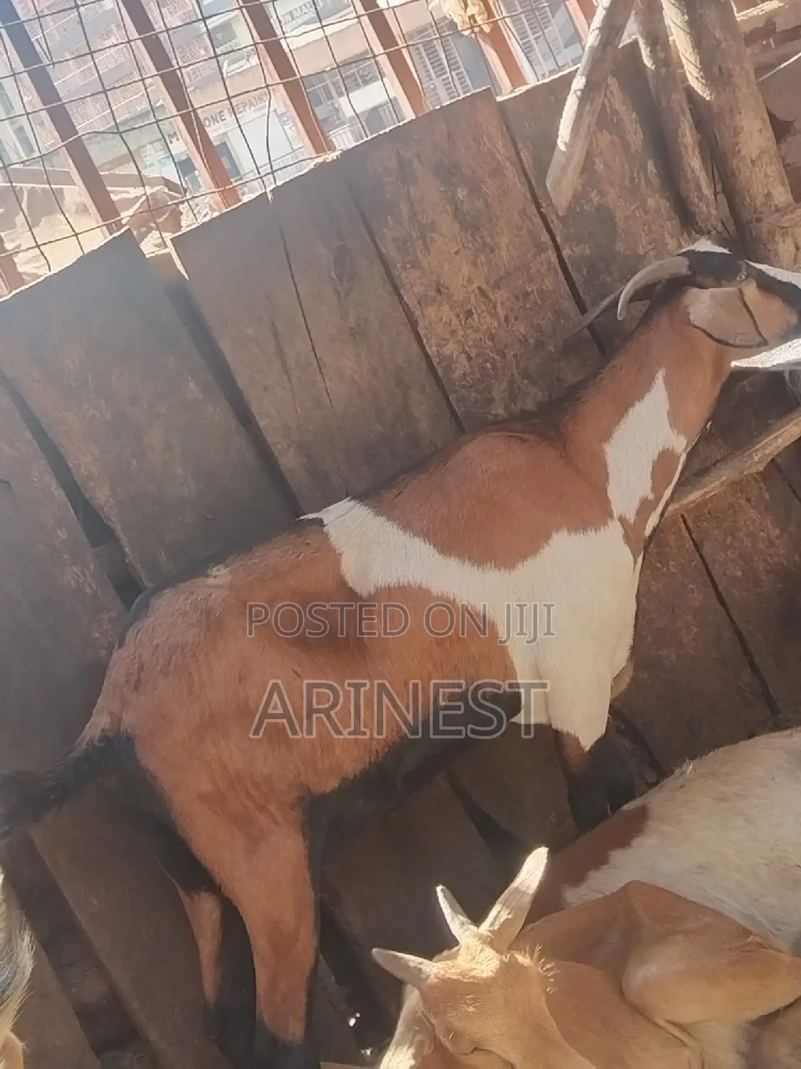 Goats for Eid