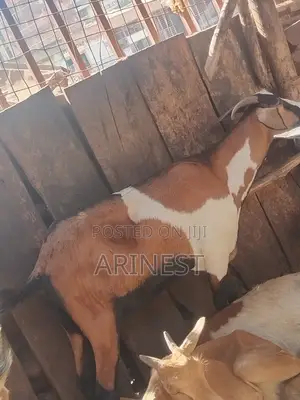 Goats for Eid
