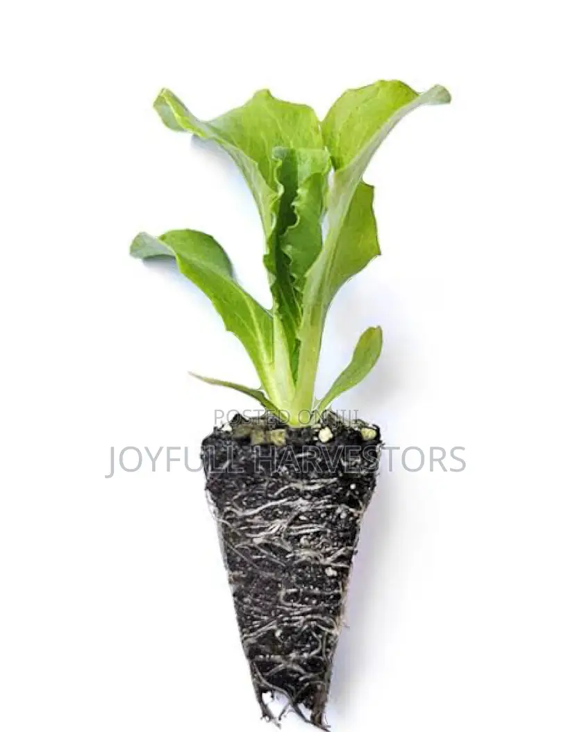 Lettuce $ Cucumber Seedlings