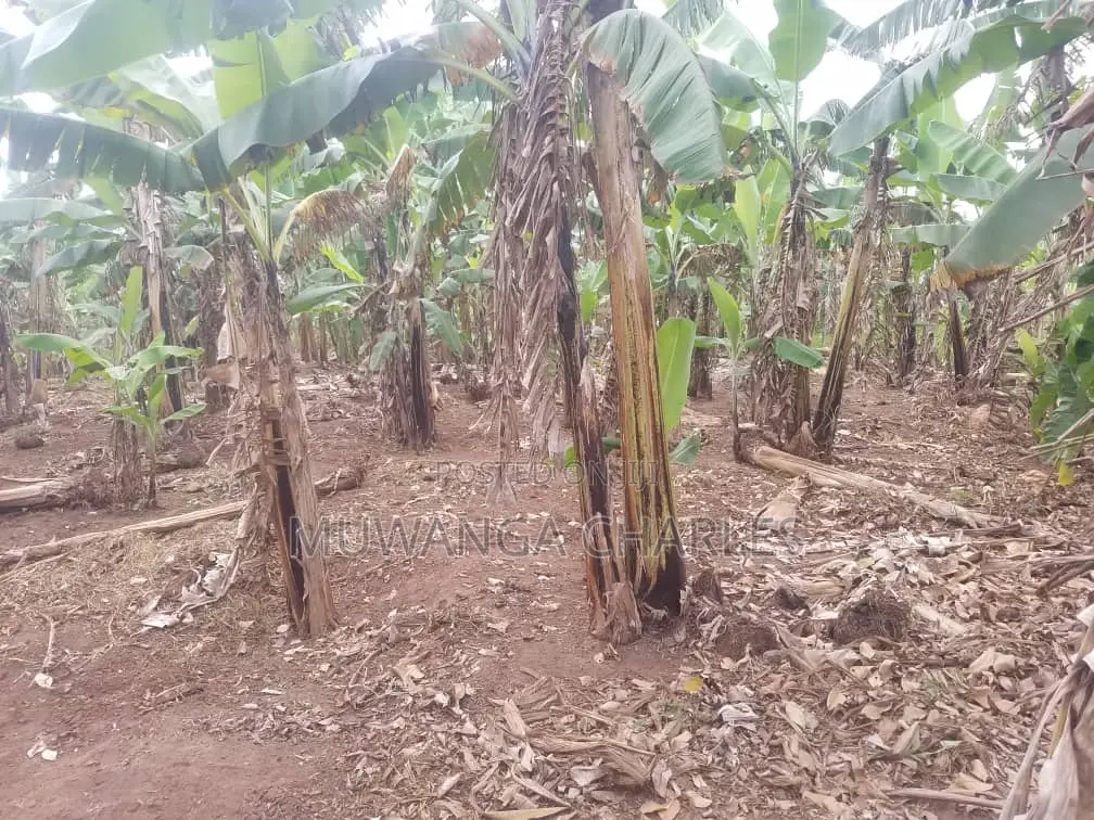 12decimals Plot of Land for Sale at Kitukutwe