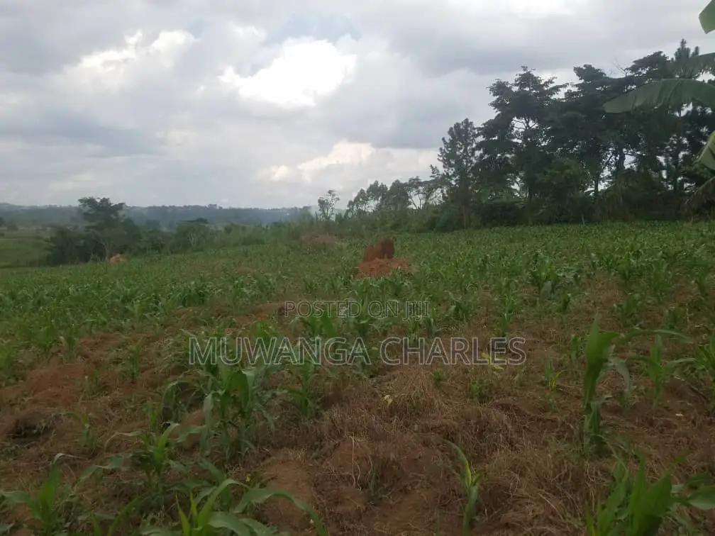 12decimals Plot of Land for Sale at Kitukutwe