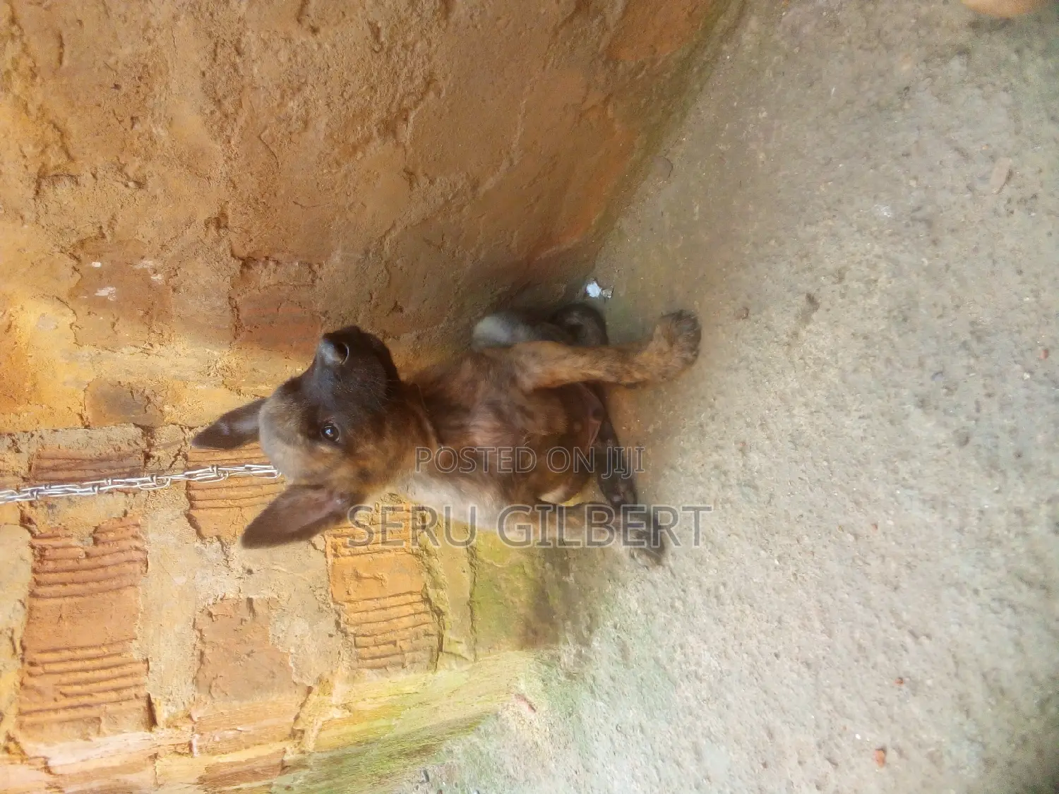 1-3 months Male Purebred Dutch Shepherd