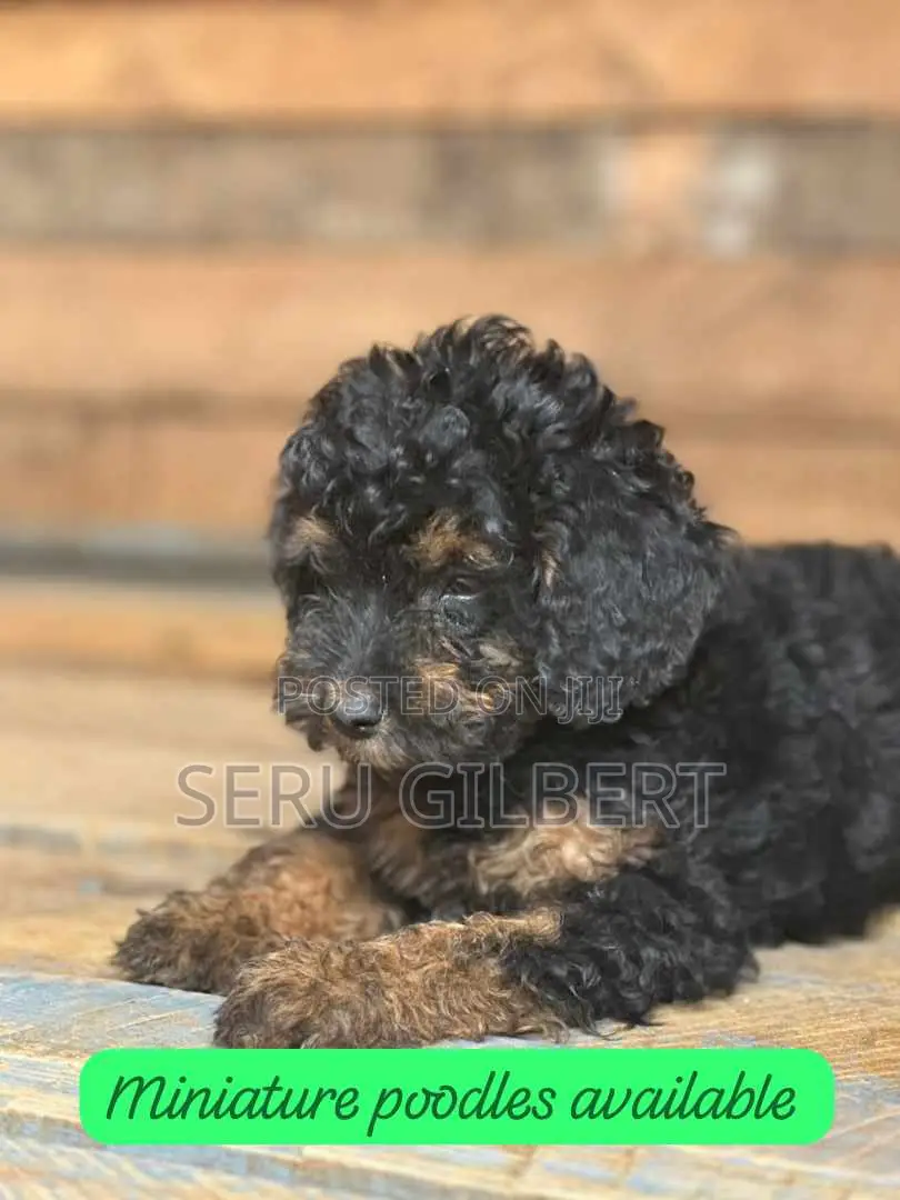 0-1 month Male Purebred Maltese