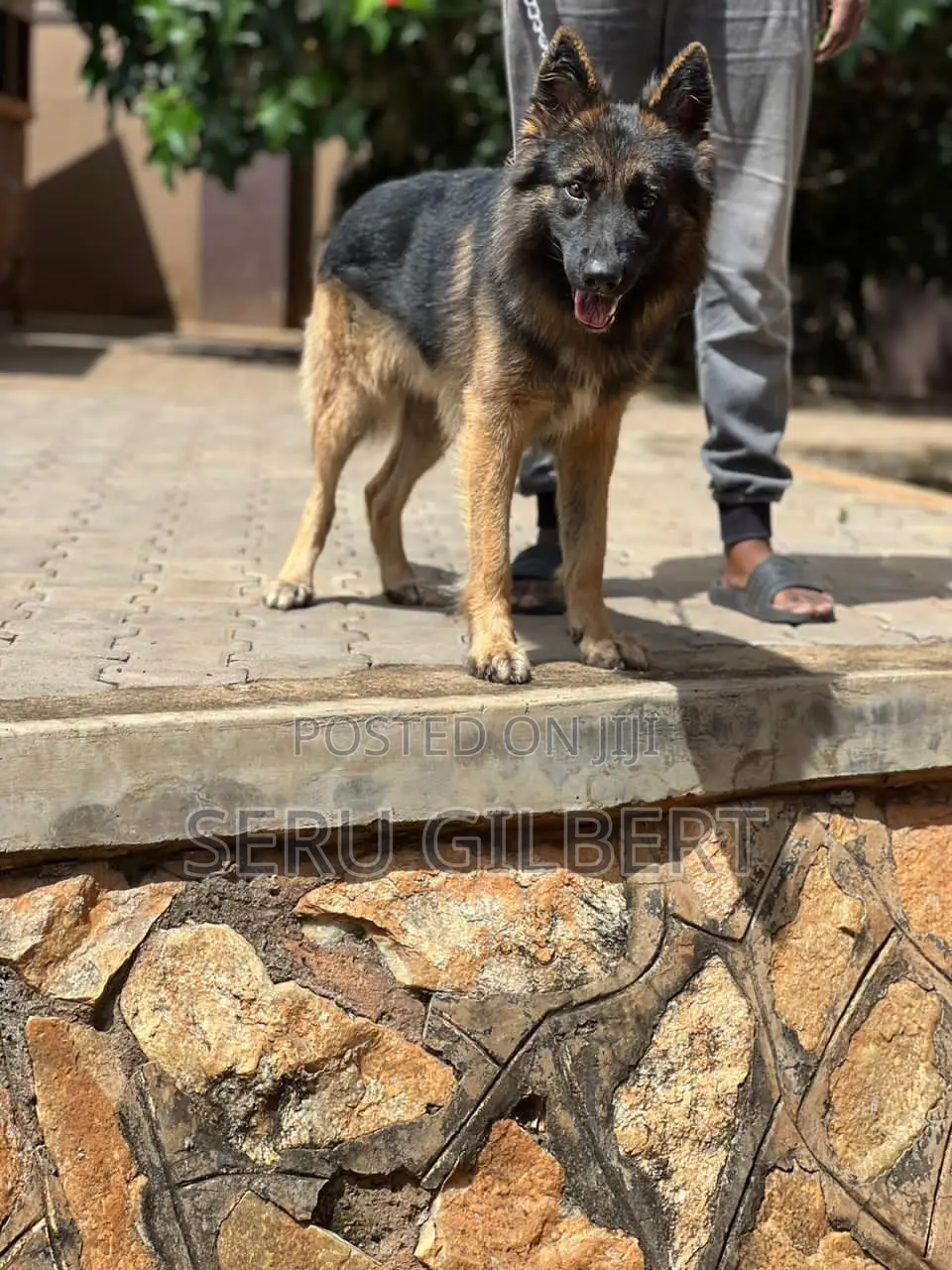 6-12 months Female Purebred German Shepherd