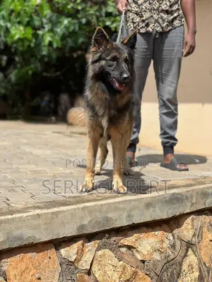 3-6 months Female Purebred German Shepherd