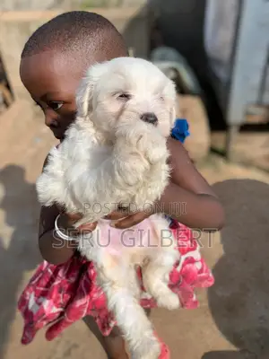 Photo - 1-3 months Male Purebred Maltese