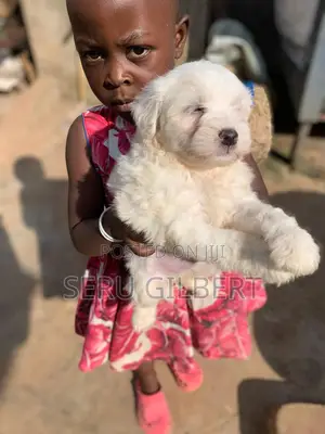 Photo - 1-3 months Male Purebred Maltese