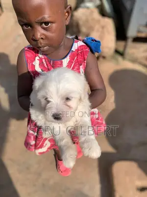 Photo - 3-6 months Male Purebred Maltese