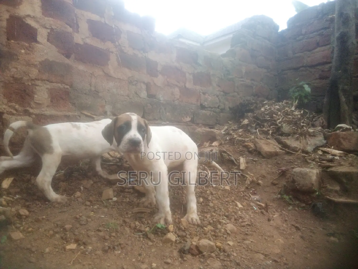 3-6 months Male Purebred Boerboel