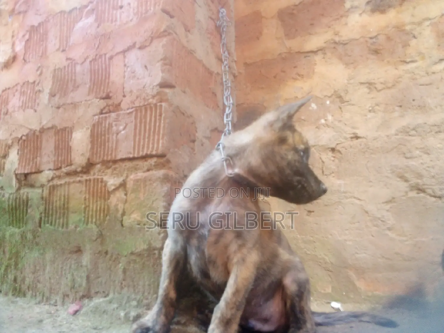 1-3 months Male Purebred Dutch Shepherd