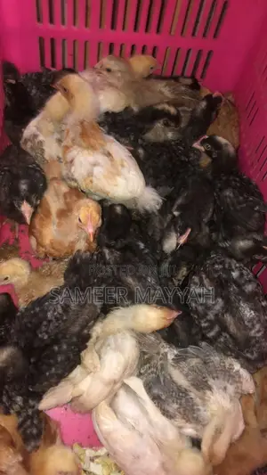 Photo - Blooded Kroiler Chick
