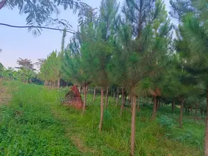 Photo - 3arces of Pine Trees at Ntenjeru Mukono Katosi Road at 120m