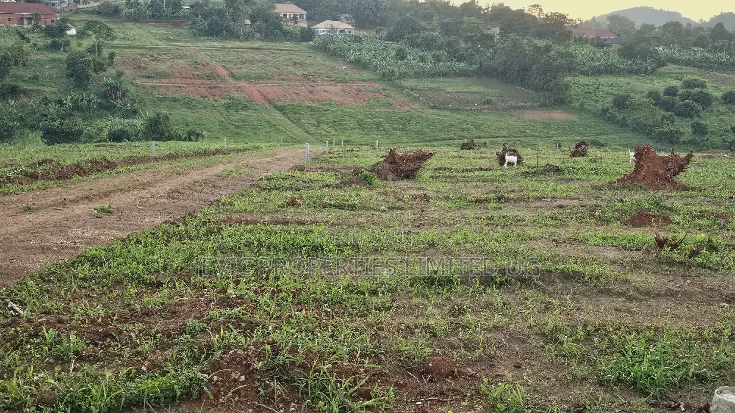 Prime Plots for Sale at Wakiso Namusera Mabombwe Town