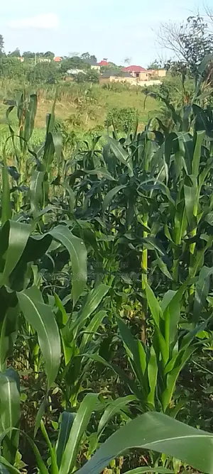 Titled 50x100 Plot in Kavule Lulagala