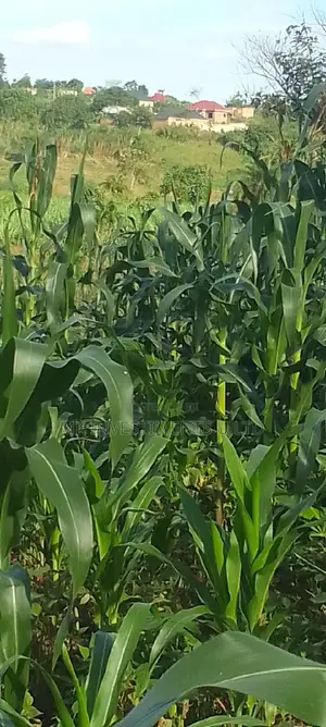 Titled 50x100 Plot in Kavule Lulagala