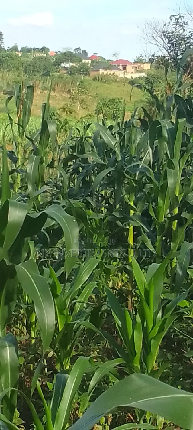 Titled 50x100 Plot in Kavule Lulagala