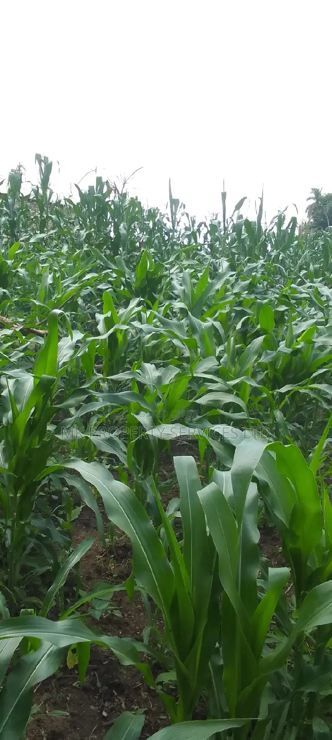 Titled 50x100 Plot in Kavule Lulagala
