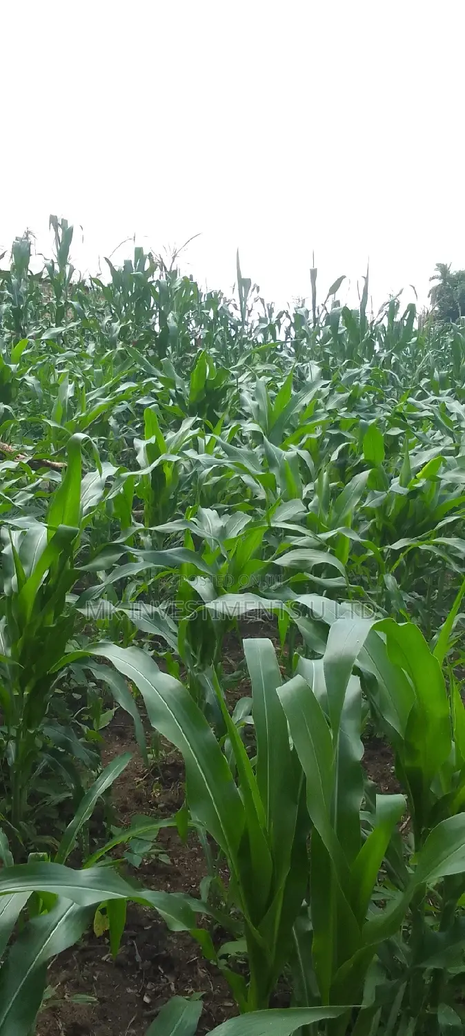 Titled 50x100 Plot in Kavule Lulagala