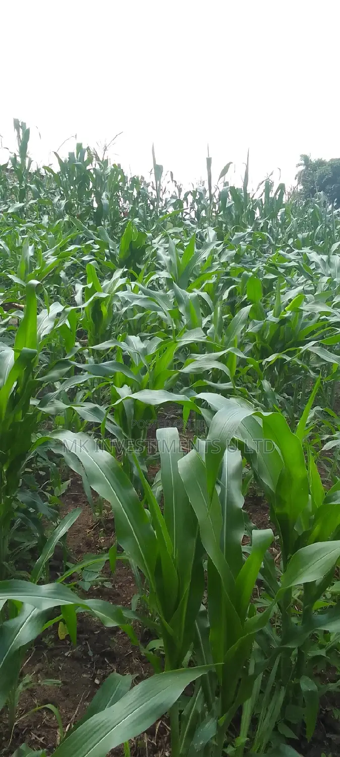 Titled 50x100 Plot in Kavule Lulagala