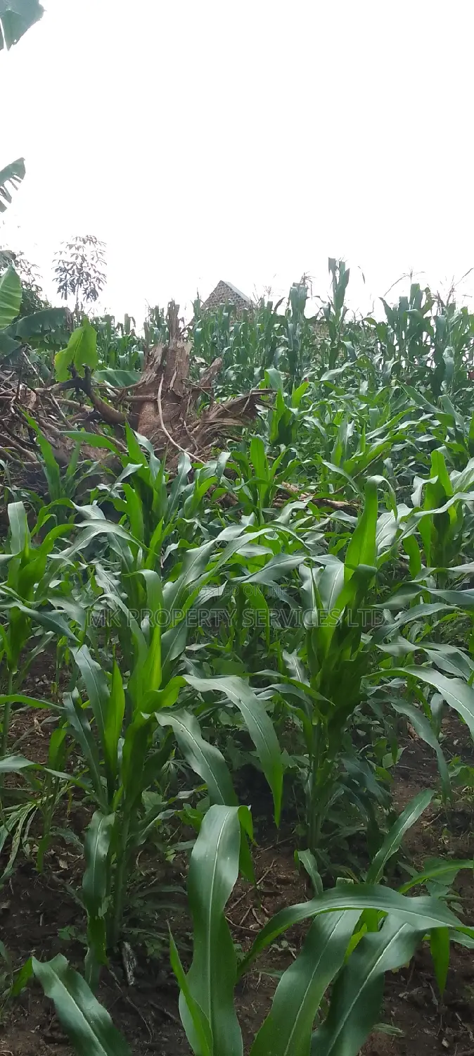 Titled 50x100 Plot in Kavule Lulagala