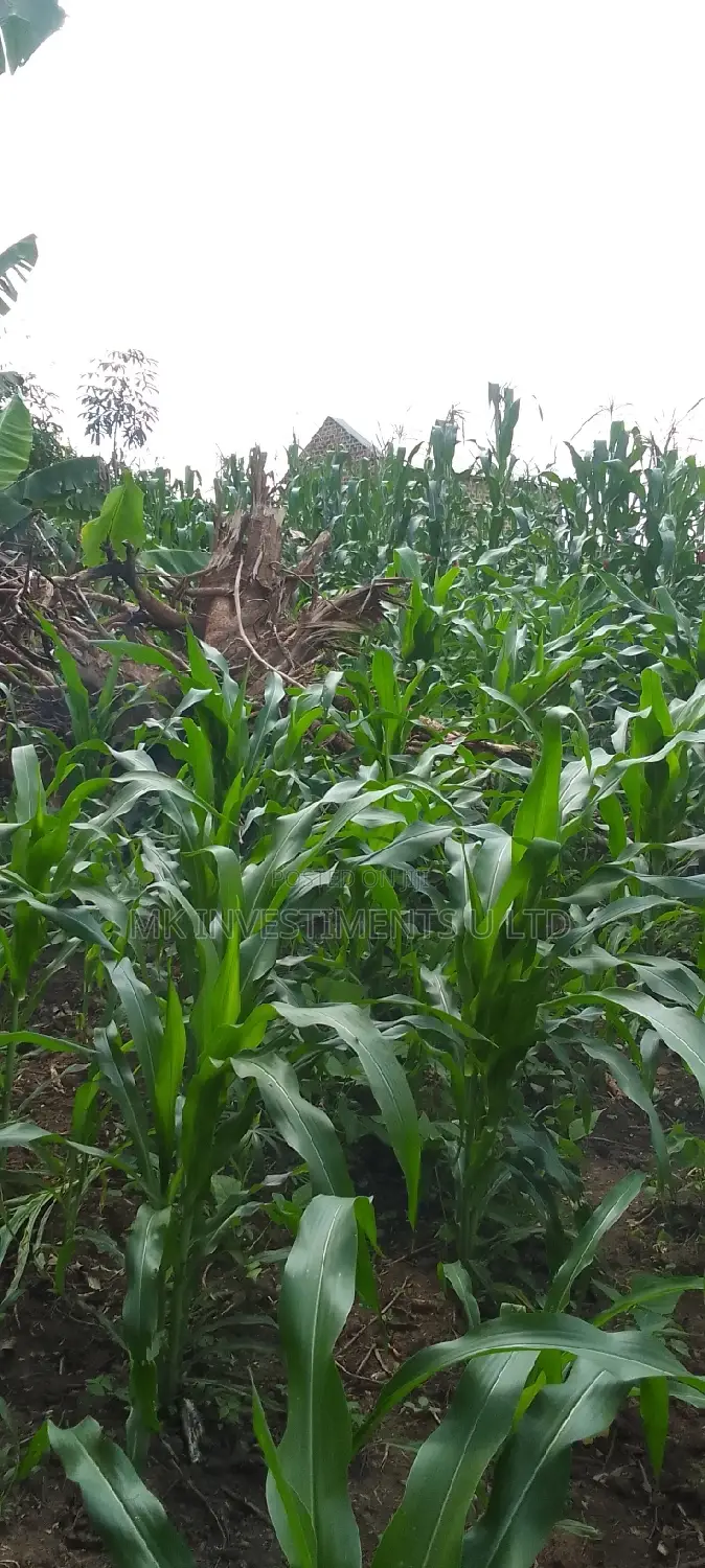 Titled 50x100 Plot in Kavule Lulagala