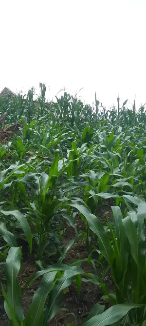Titled 50x100 Plot in Kavule Lulagala