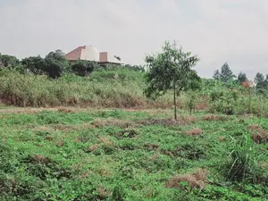 Quick Sale , Land at Kakiri Kikugi 2km Off Tarmac Police