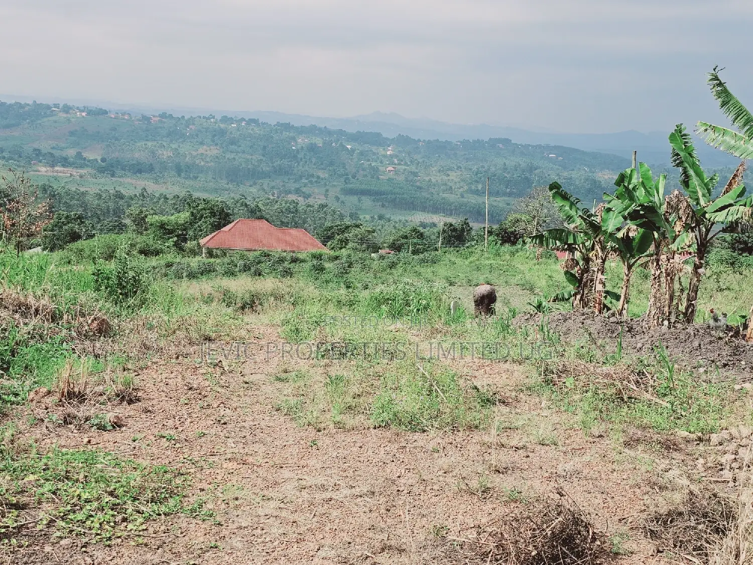 Do You Dream Big Biger ,Grab This Land No Regret